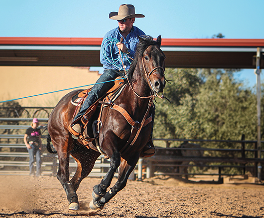 Smart Roping Horse