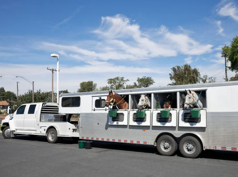 horses in trailer